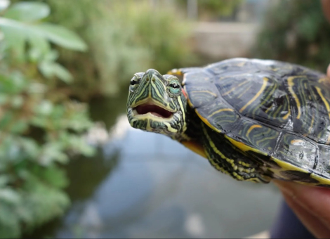 Photo: The red-eared slider, a subspecies of the pond slider.